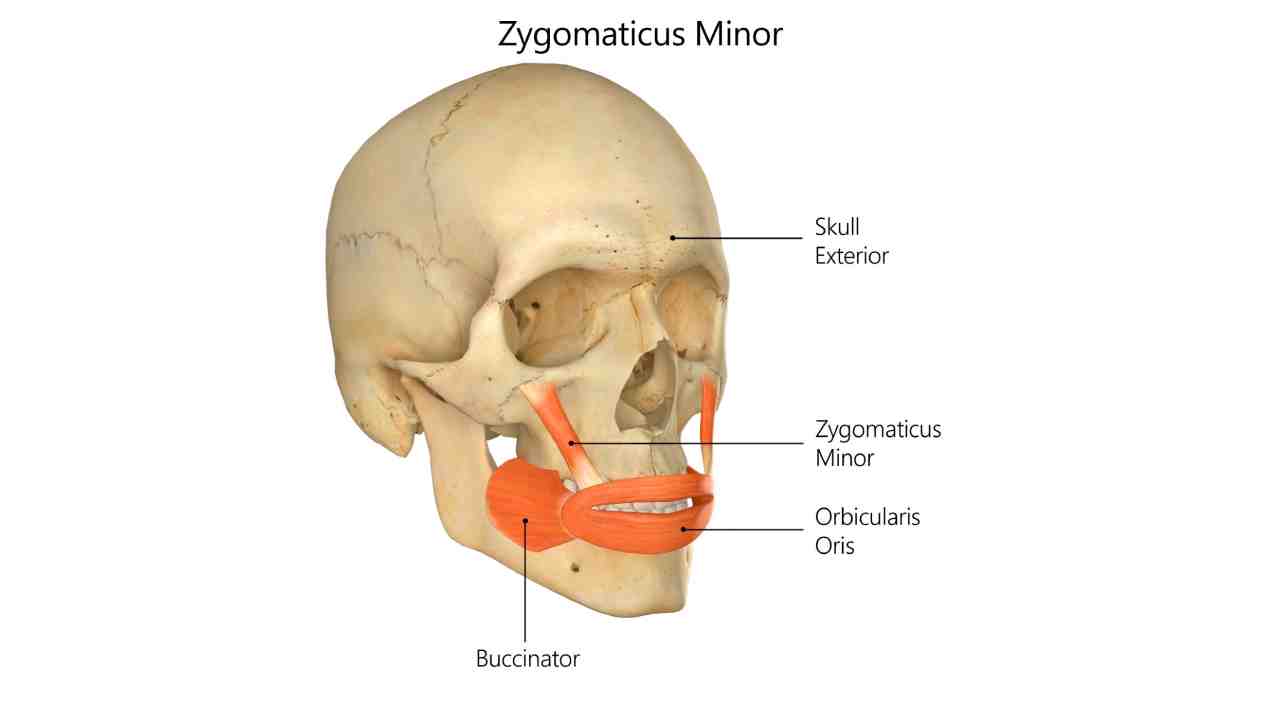Zygomaticus Minor