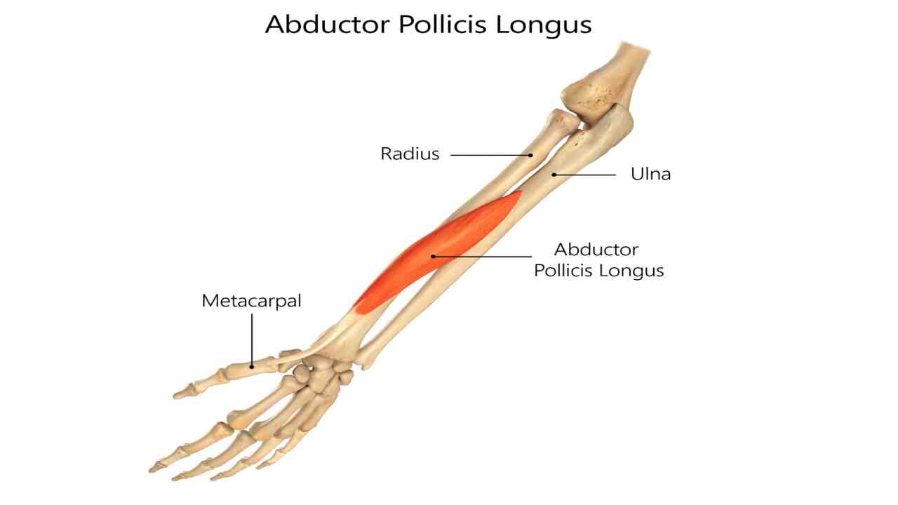 Abcuctor Pollicis Longus