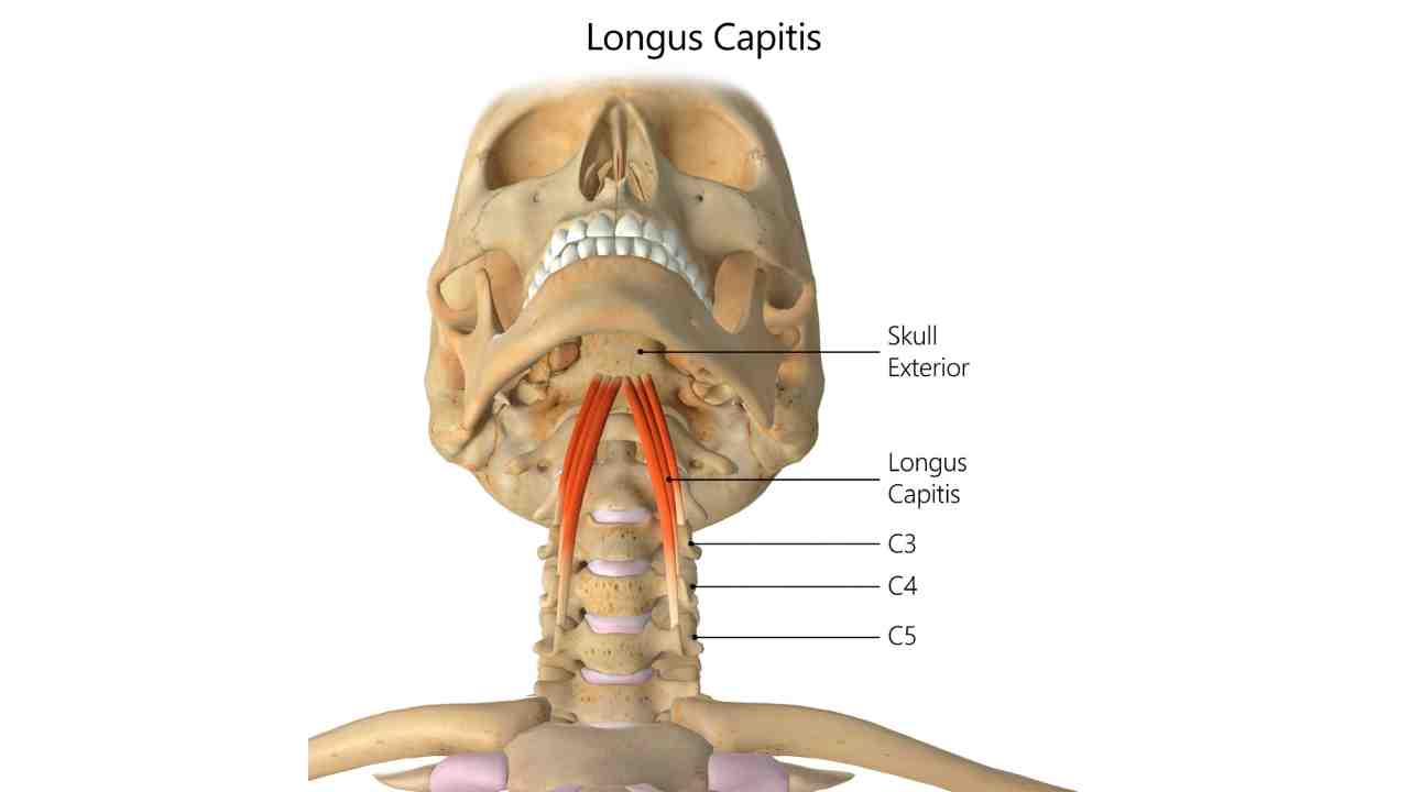Longus Capitis