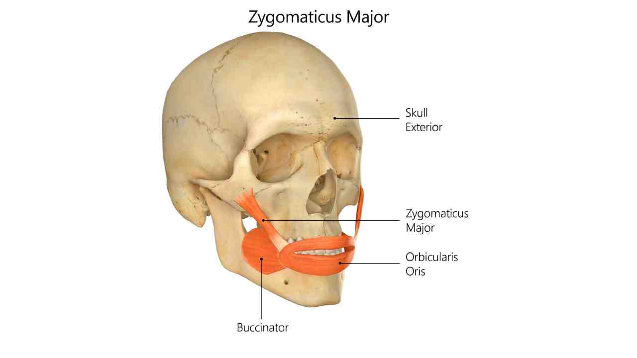 Zygomaticus Major