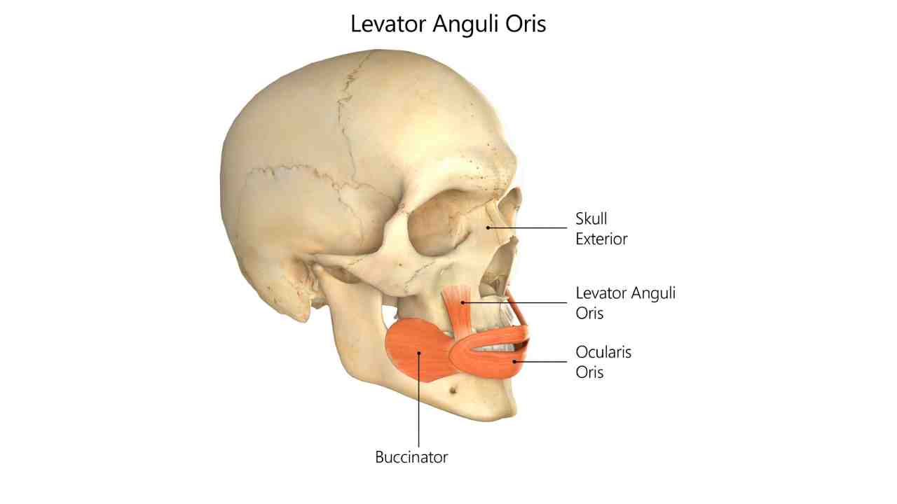 Levator Anguli Oris