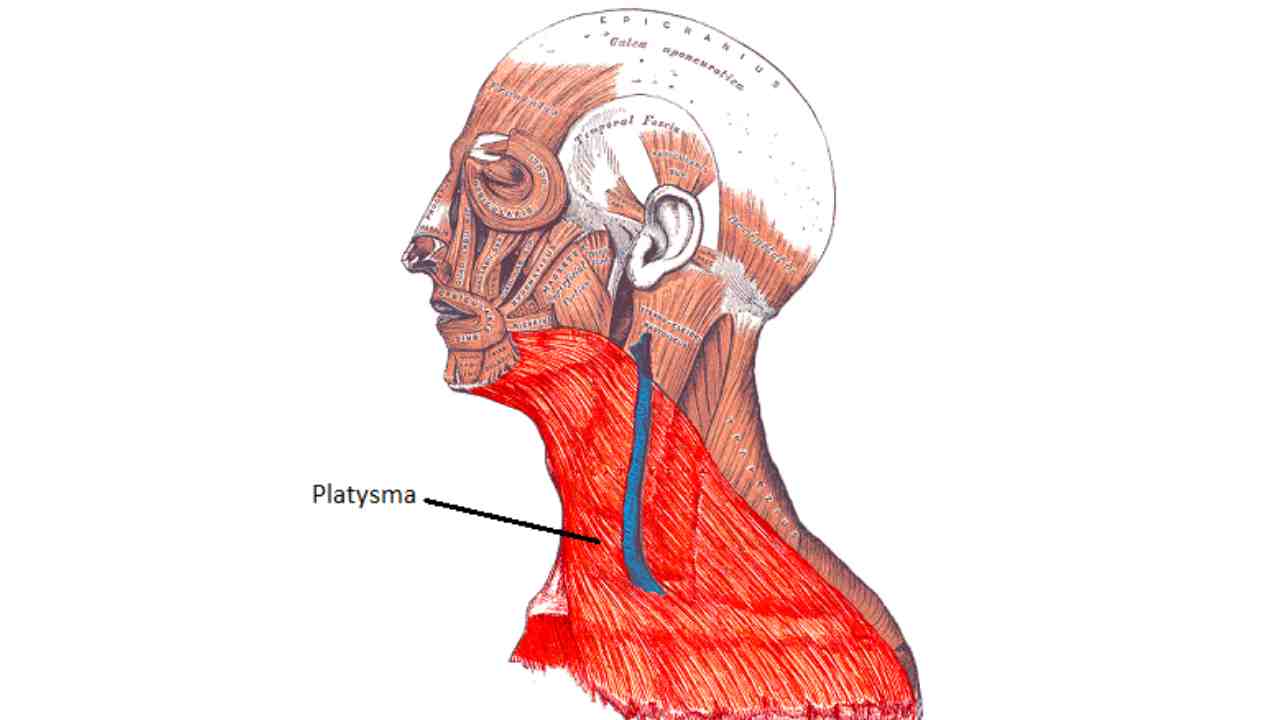 Platysma