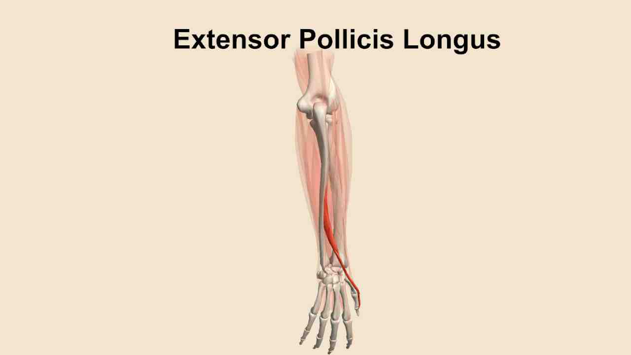 Extensor Pollicis Longus