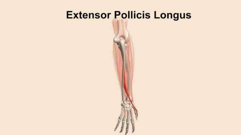 Extensor Pollicis Longus