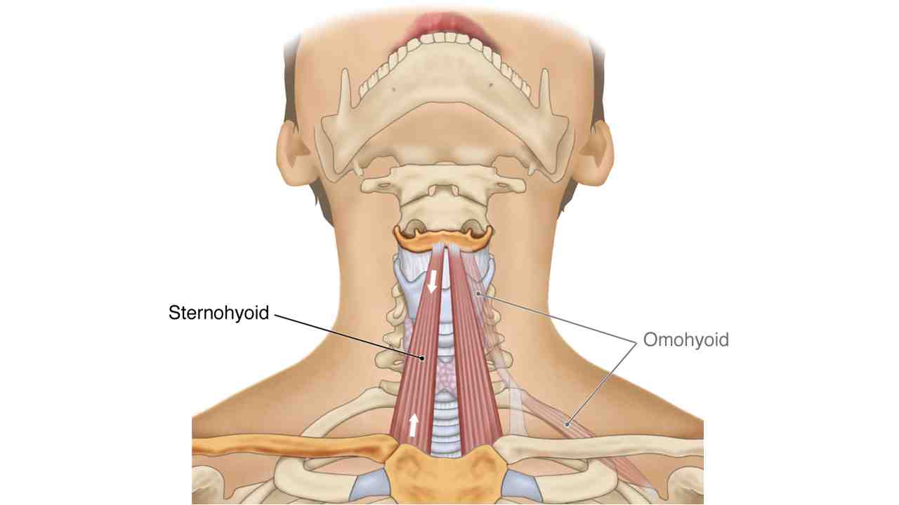 Sternohyoid
