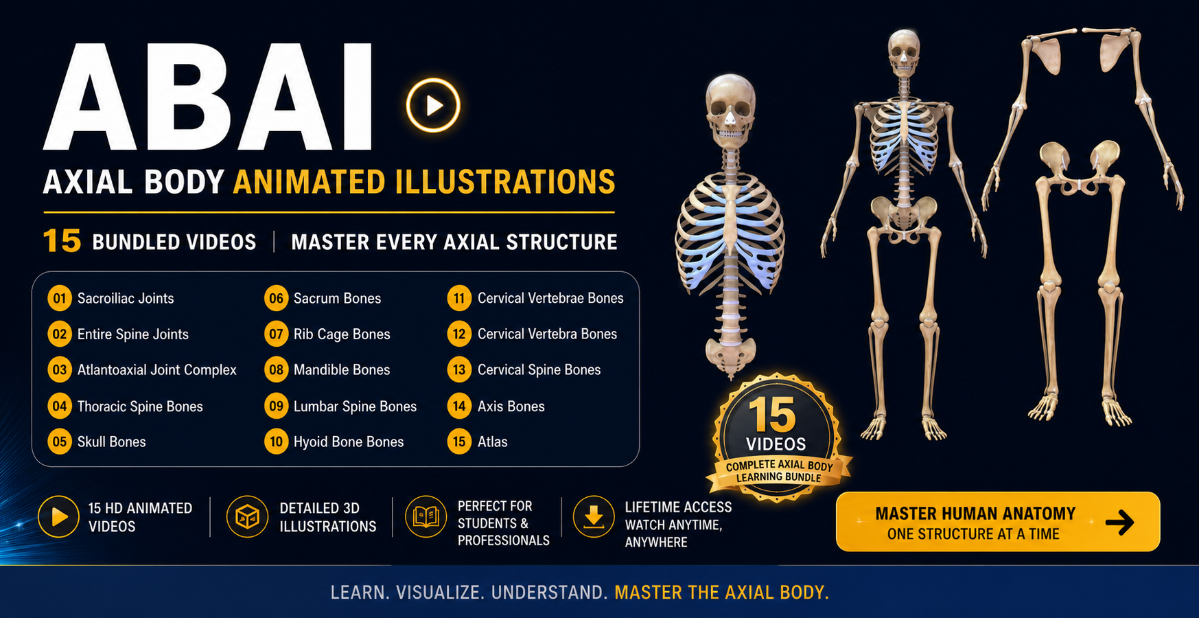 Axial Body Animated Illustrations ( ABAI )