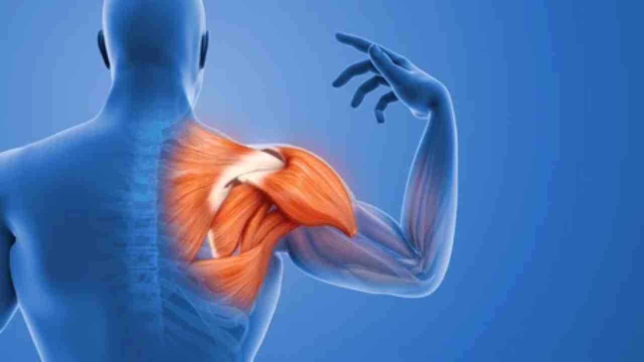 Joints – Shoulder