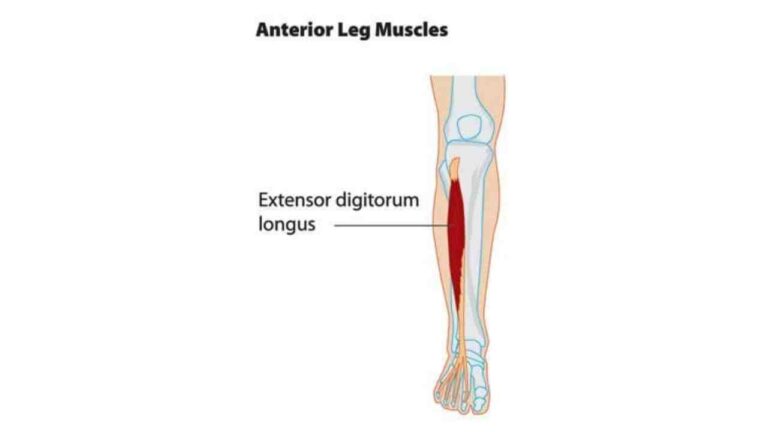 Extensor Digitorum Longus