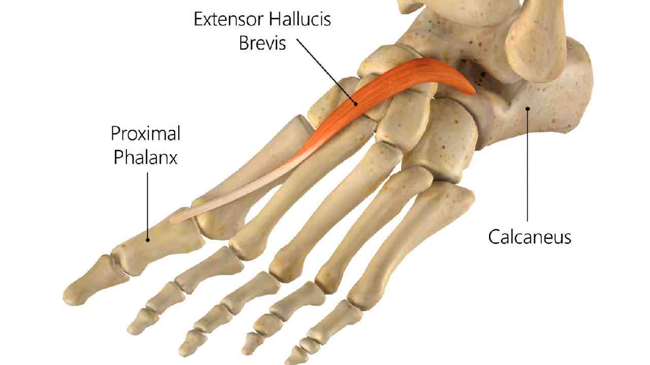 Extensor Hallucis Brevis