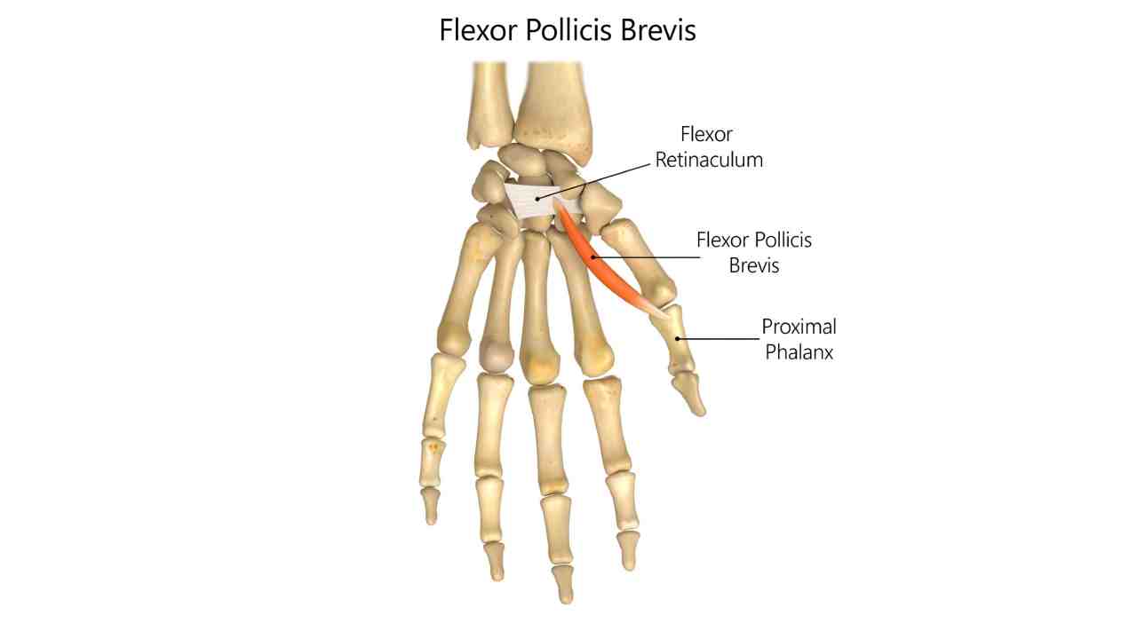 Flexor Pollicis Brevis