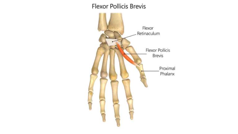 Flexor Pollicis Brevis