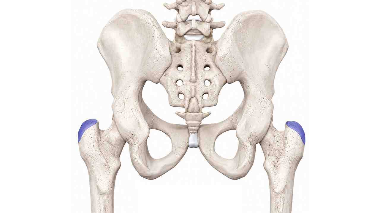 Gluteus Medius