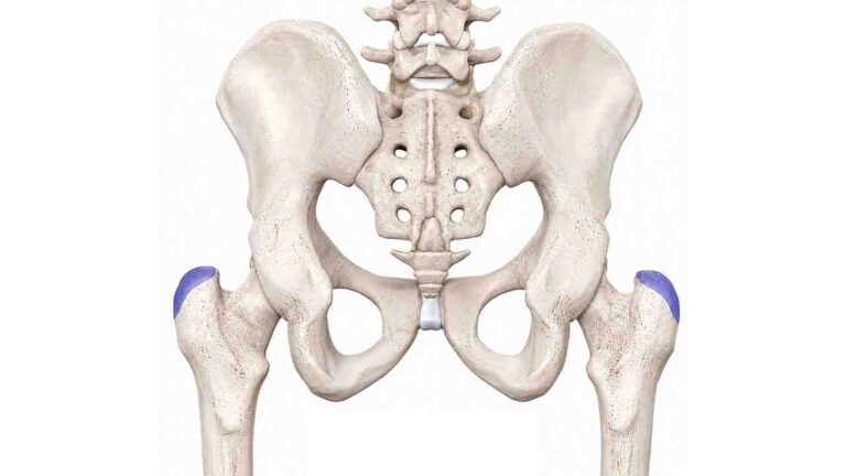 Gluteus Medius