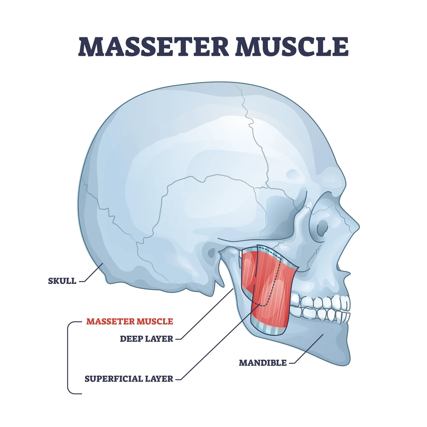 Masseter