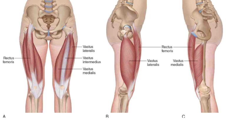Quadriceps Femoris Group