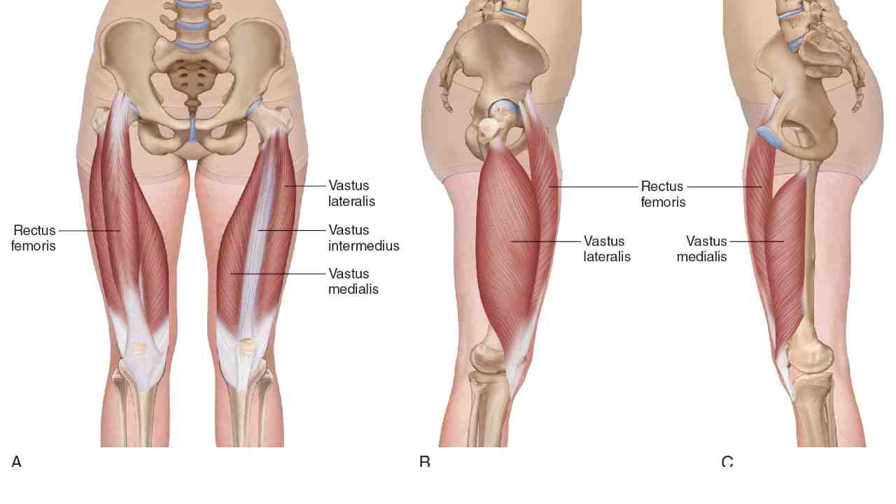 Quadriceps Femoris Group