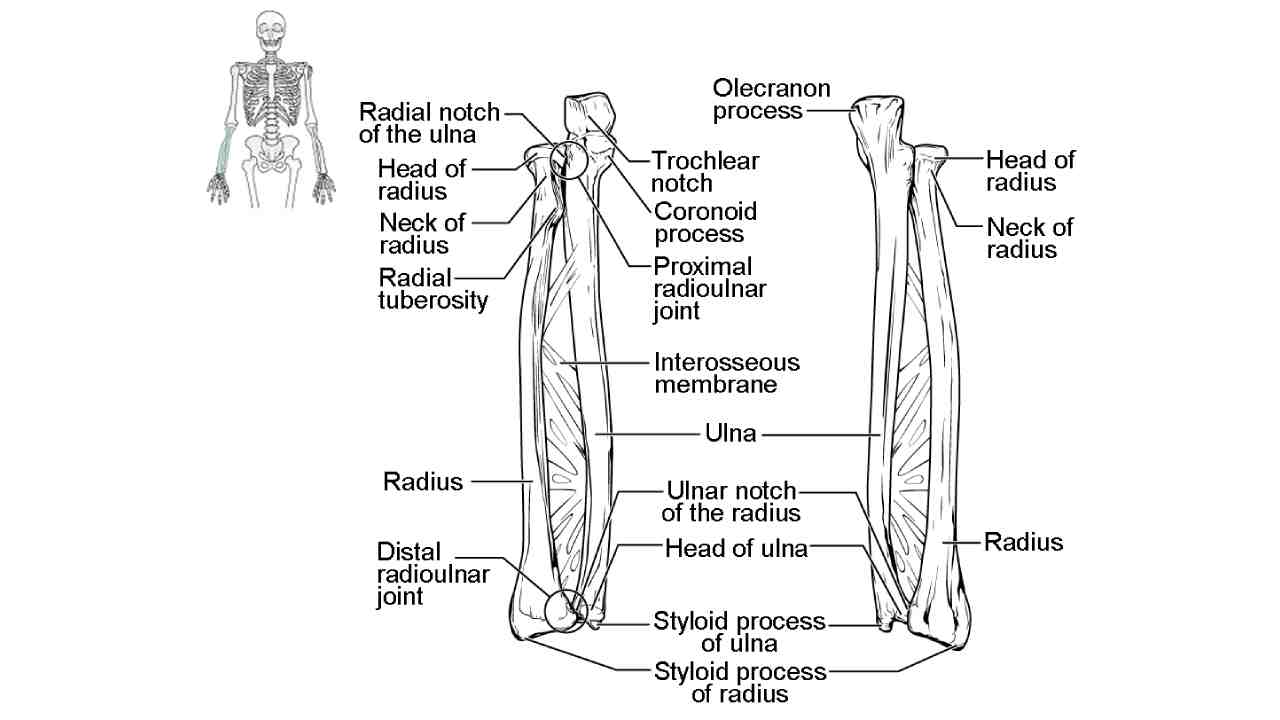 Radius and Ulna