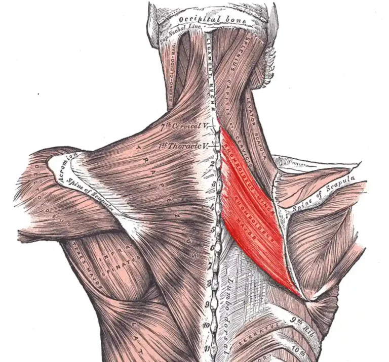 Rhomboids