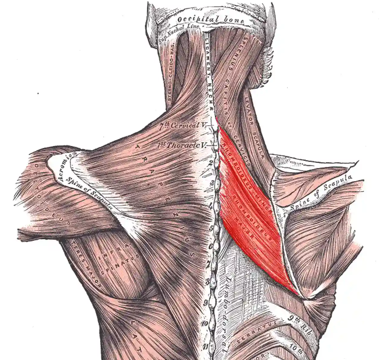 Rhomboids