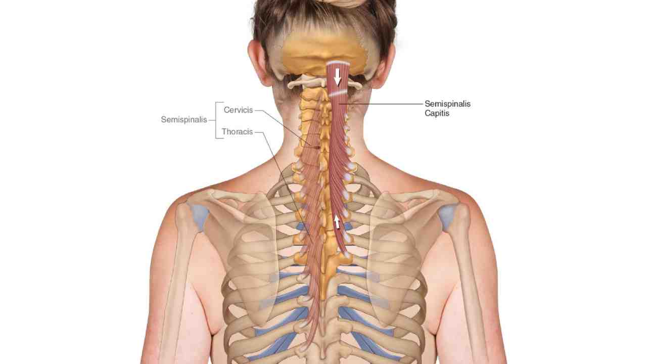 Transversospinalis Group