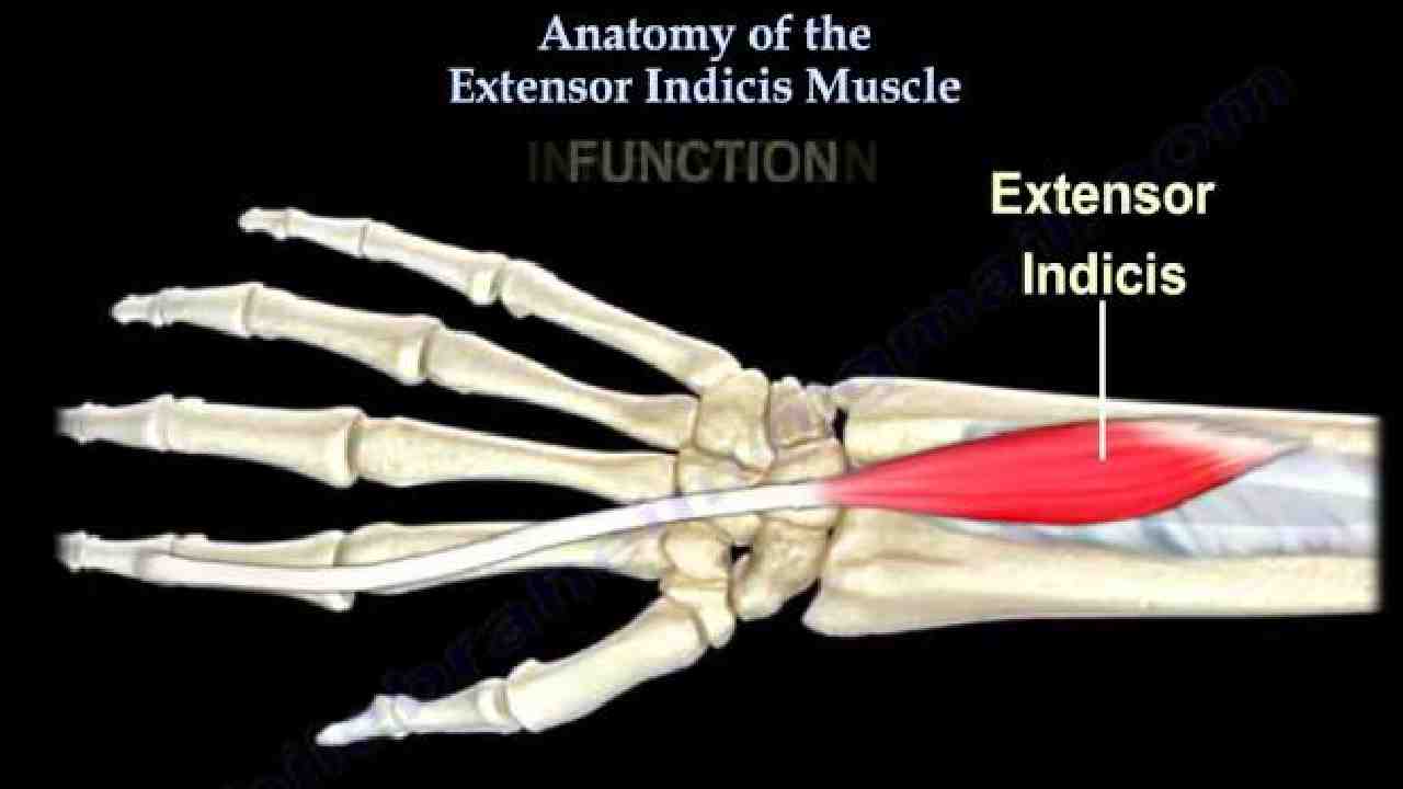 Extensor Indicis