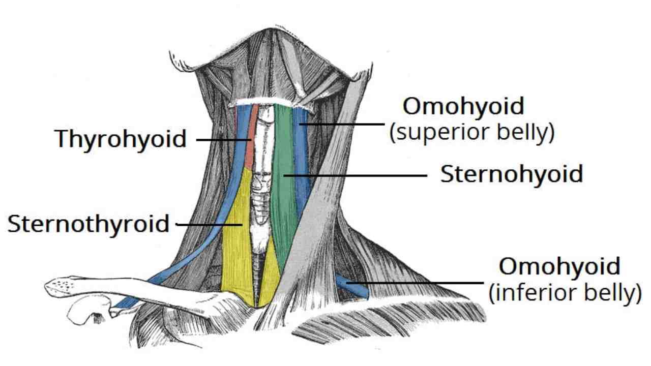 Sternothyroid