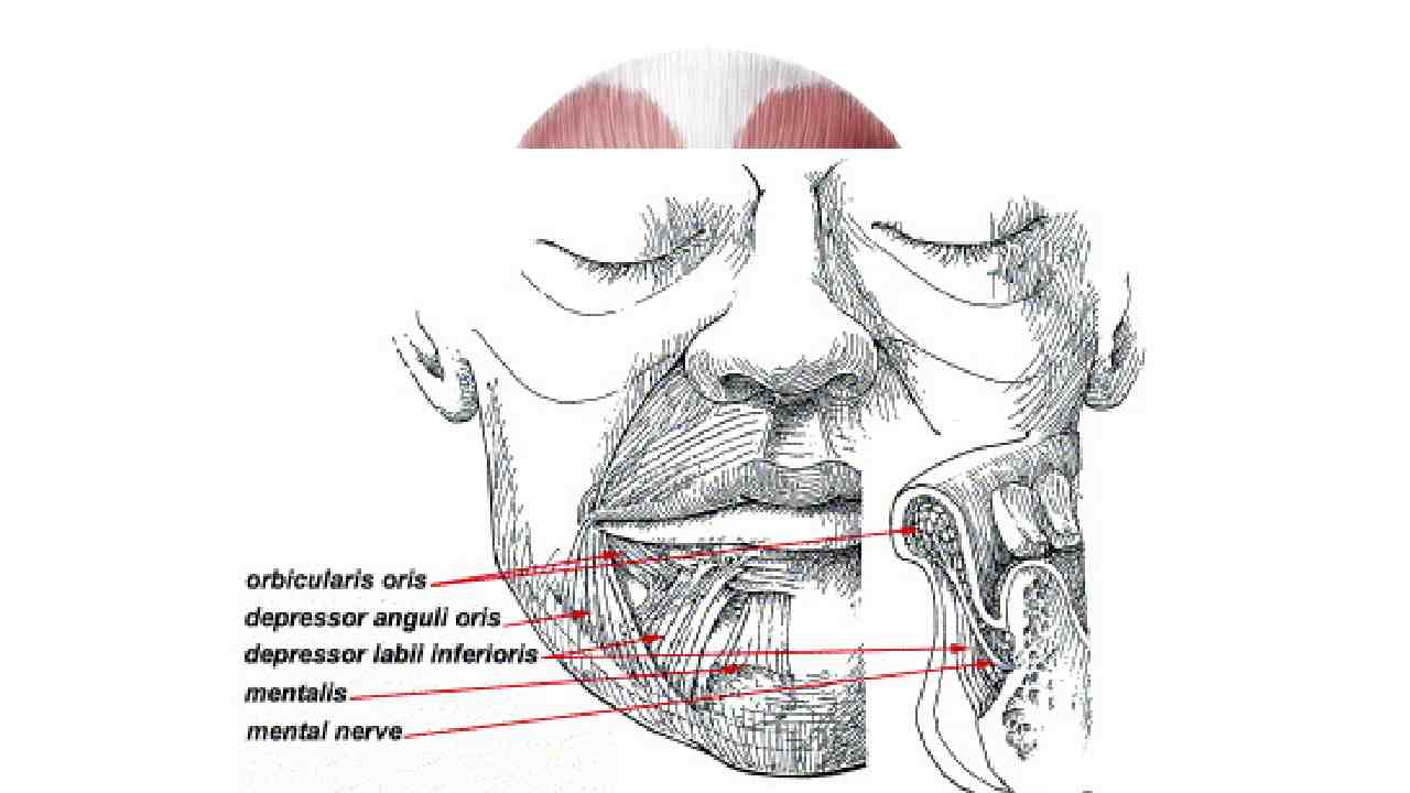 Depresssor Labii Inferioris