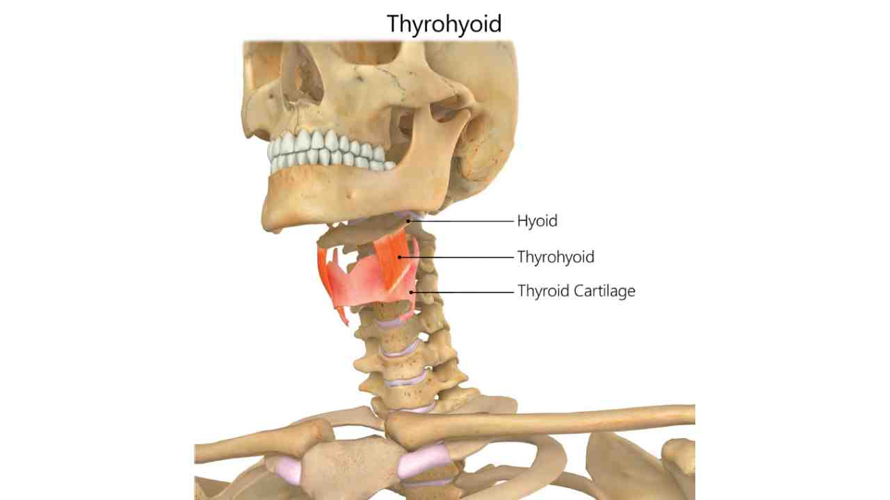Thyrohyoid