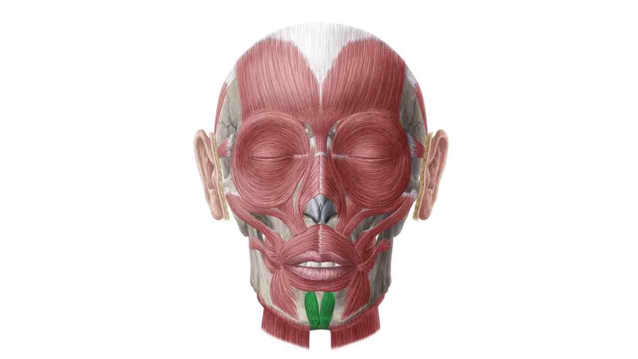 Mentalis