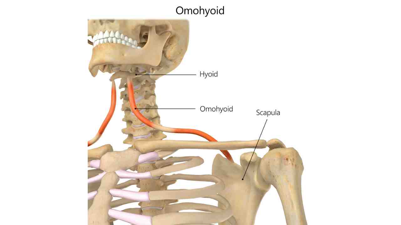 Omohyoid