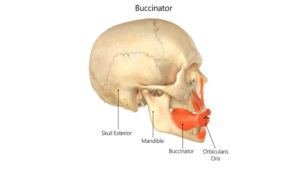 Buccinator
