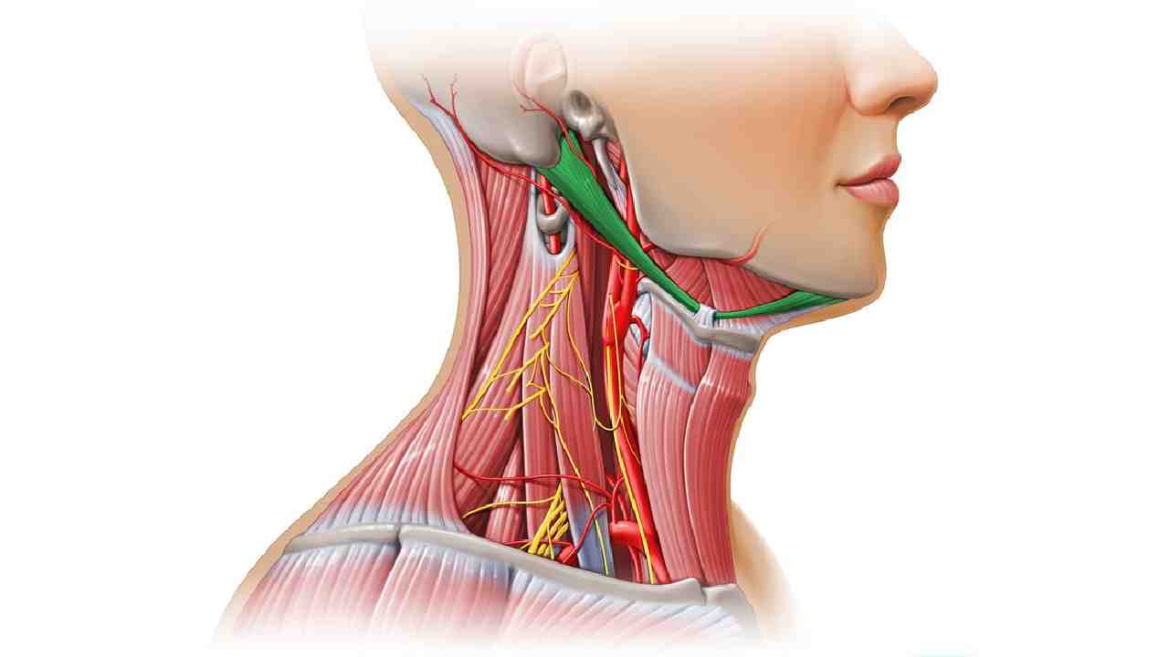 Digastric