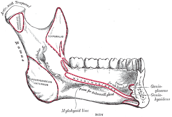 Mylohyoid