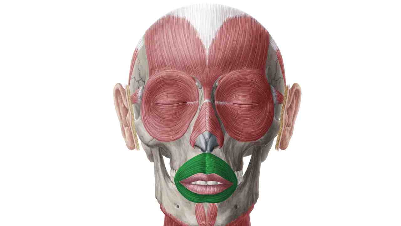 Orbicularis Oris