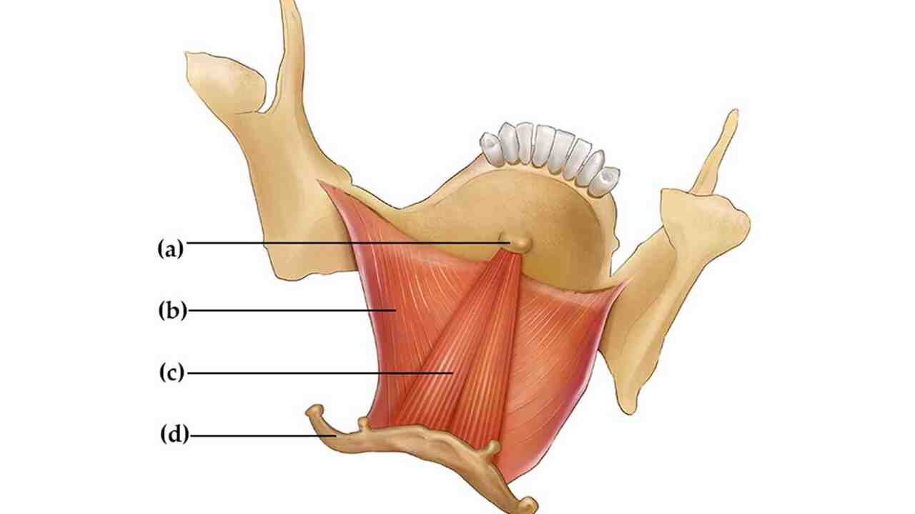 Geniohyoid