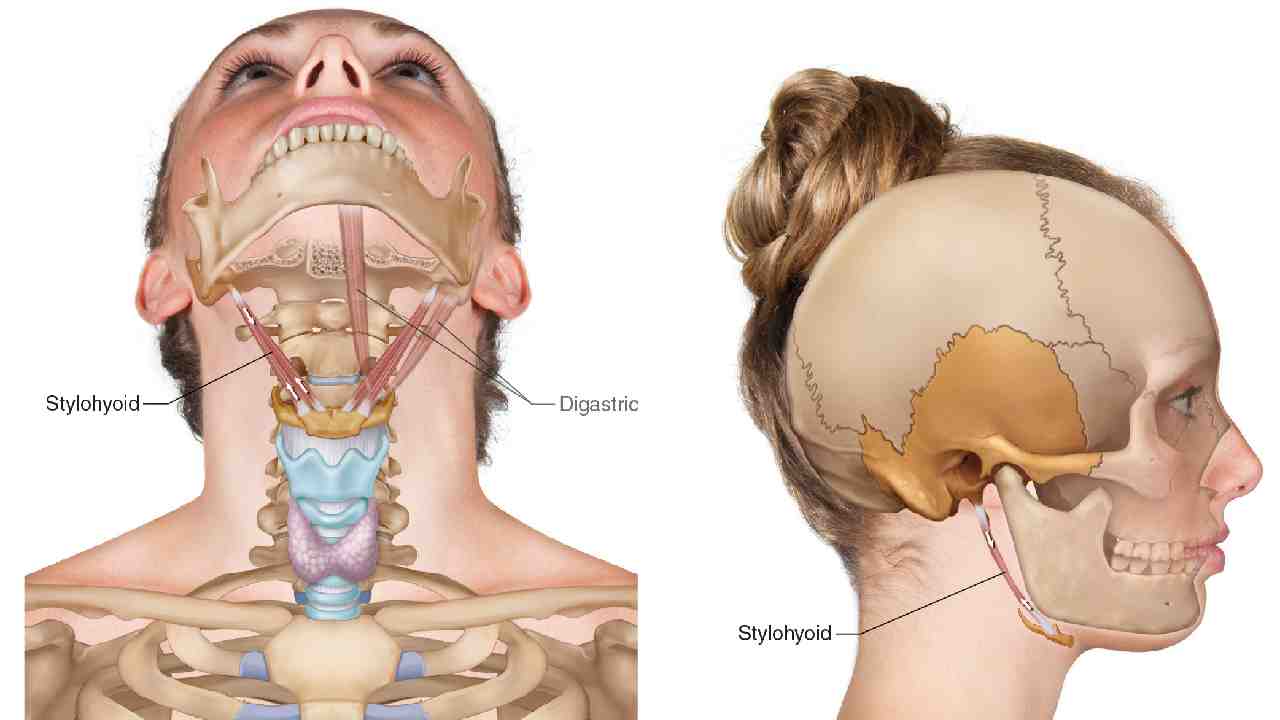 Stylohyoid