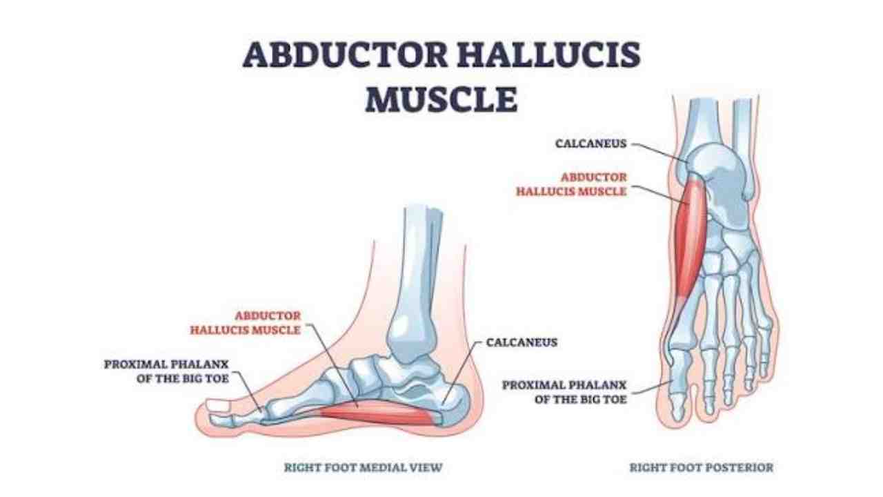 Abductor Hallucis