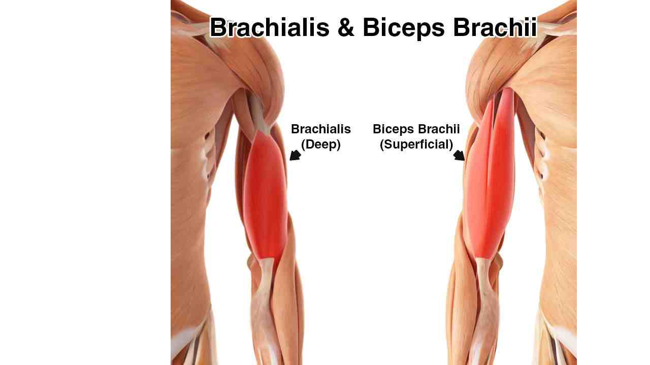 Brachialis