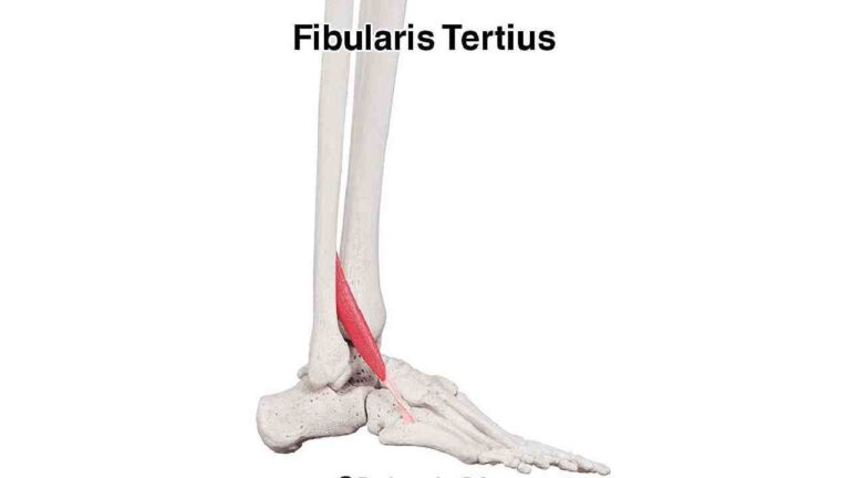 Fibularis Tertius
