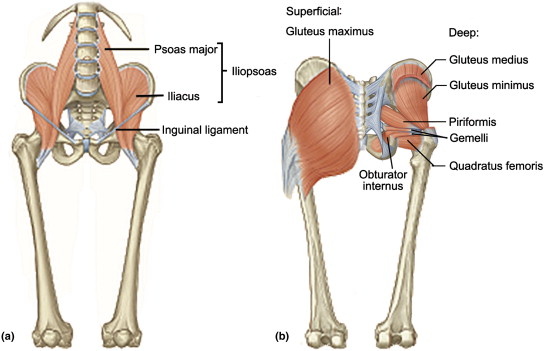 Gluteus Minimus