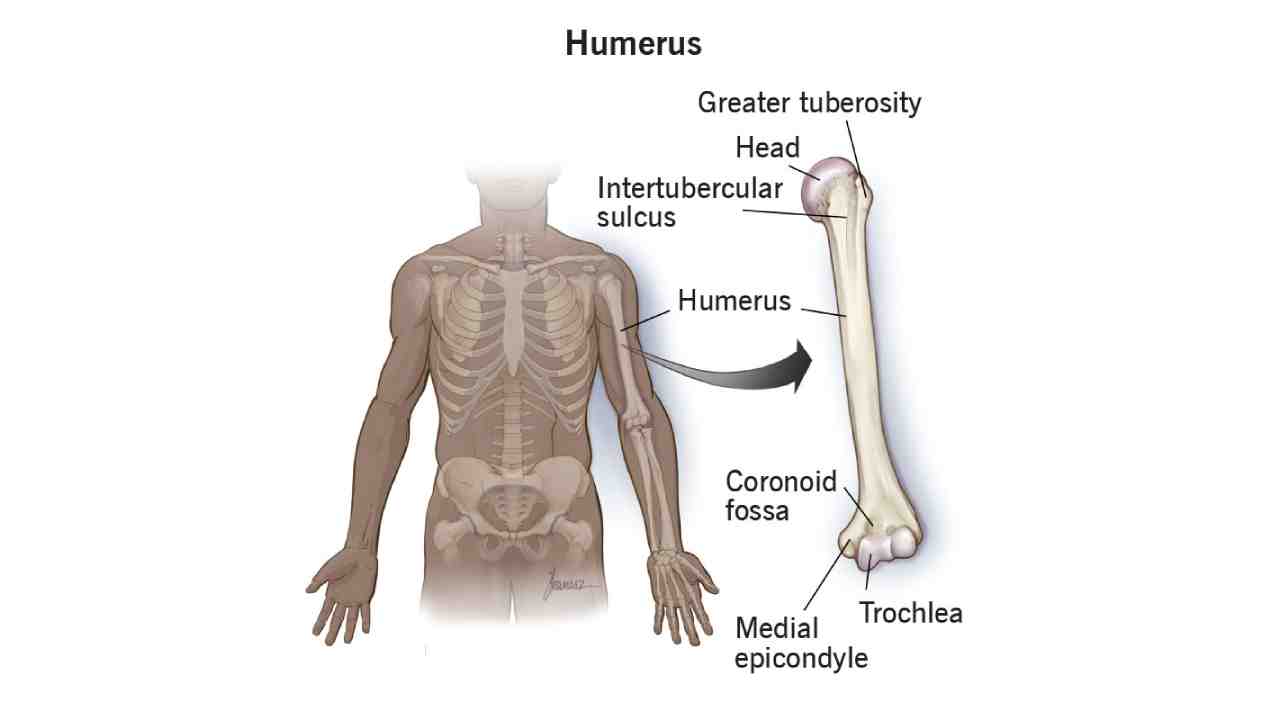 Humerus