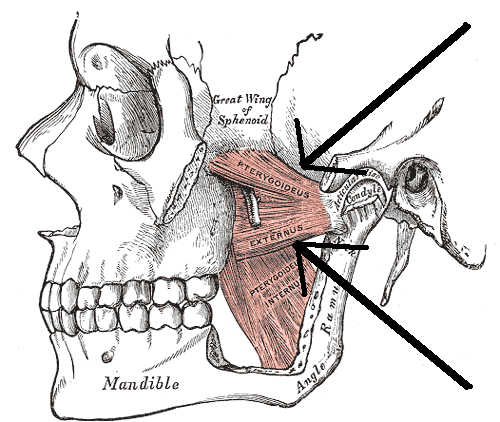 Lateral Pterygoid