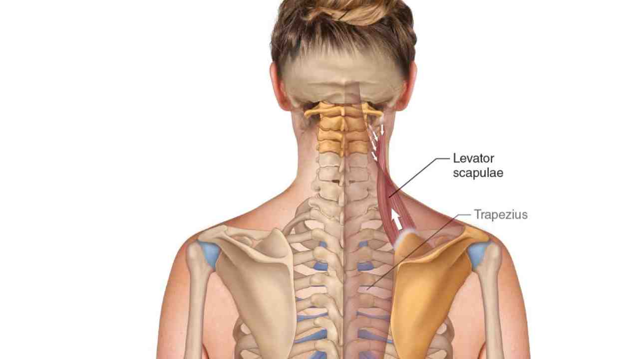 Levator Scapulae