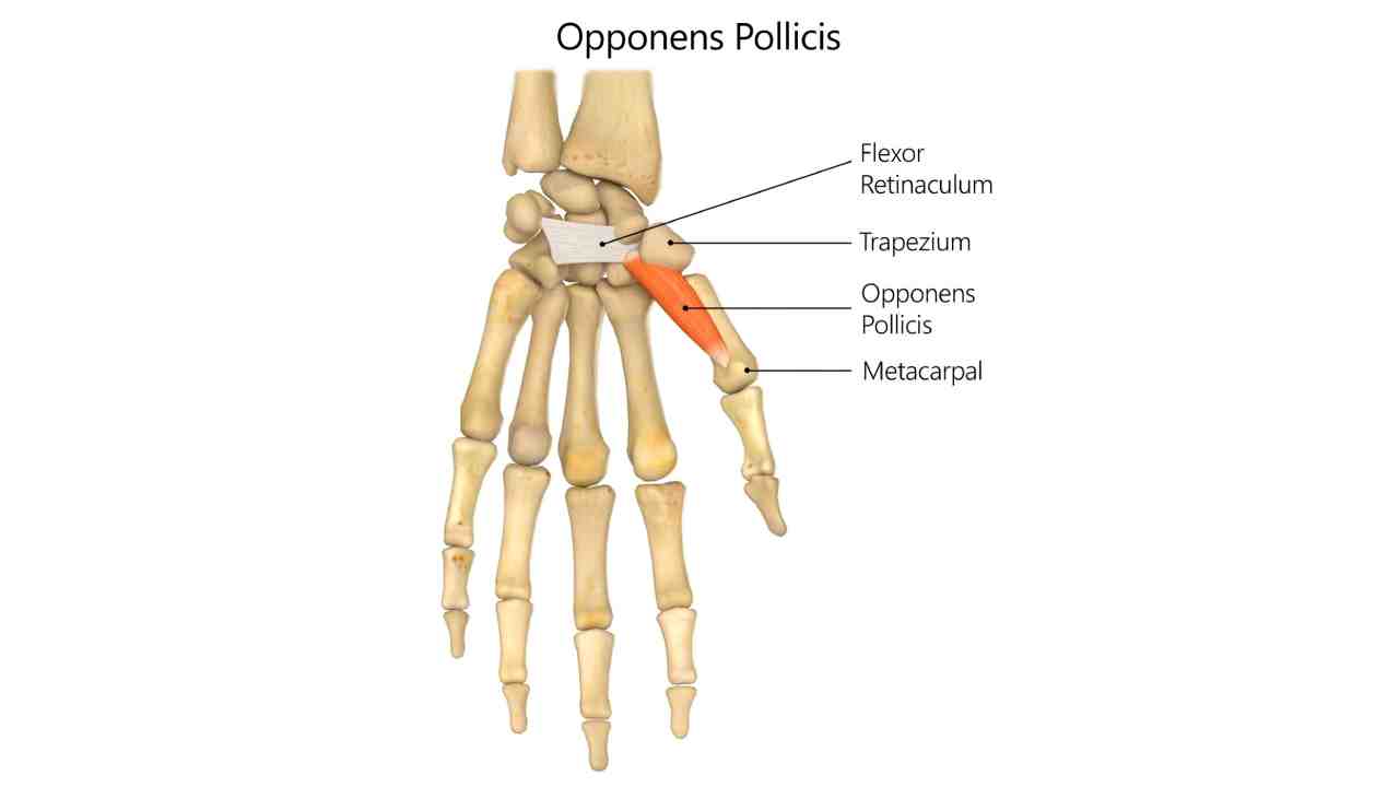 Opponens Pollicis