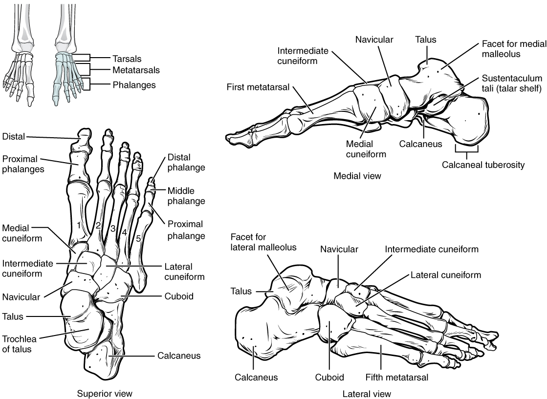 Patella