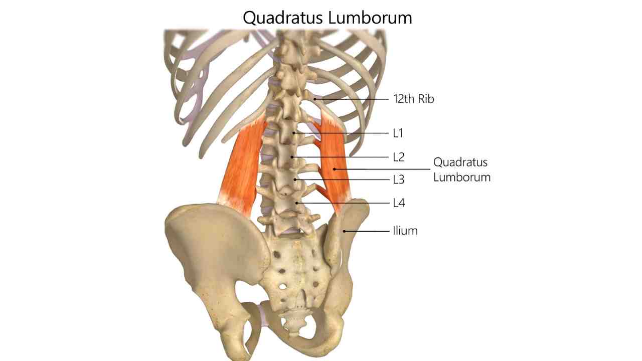 Quadratus Lumborum