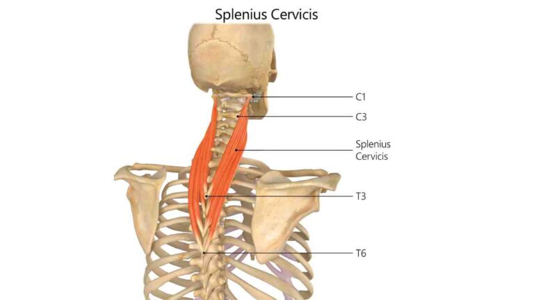 Splenius Cervicis