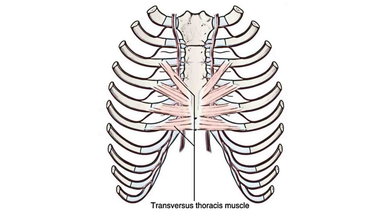 Transversus Thoracis