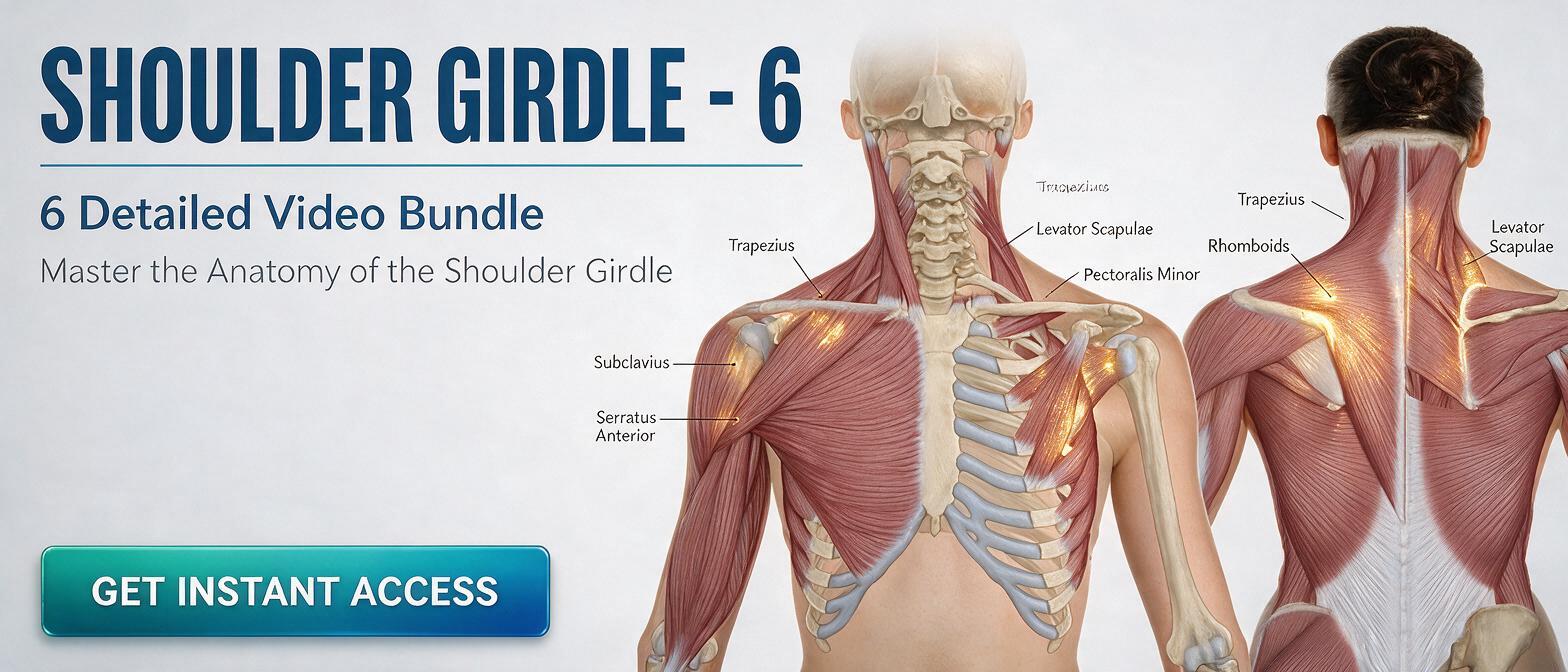 Shoulder Girdle