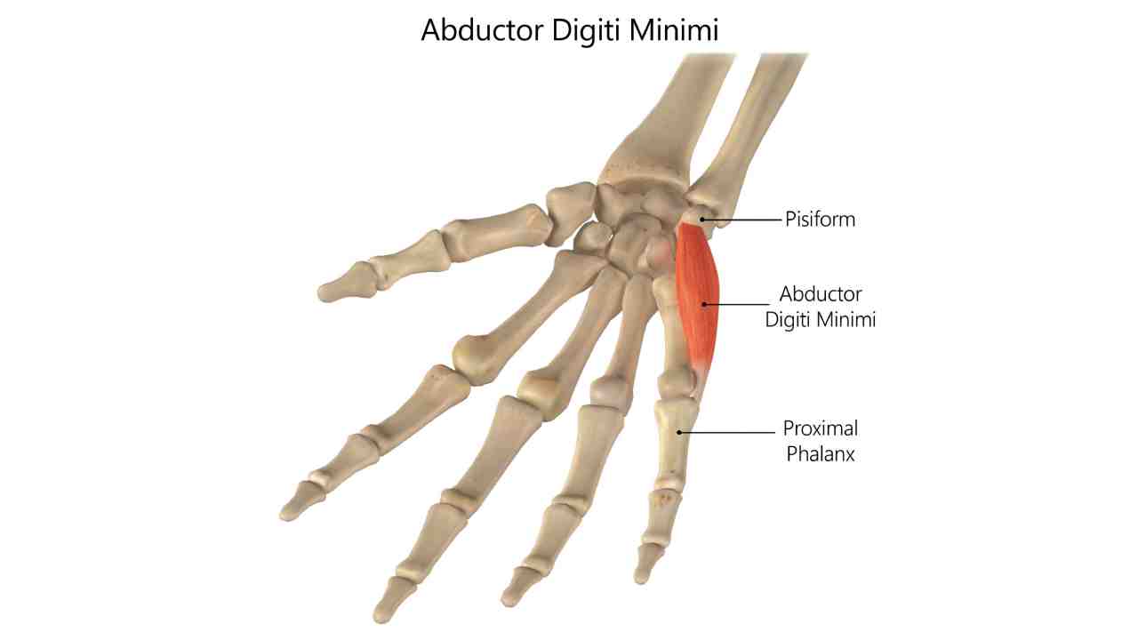 Abductor Digiti Minimi Manus